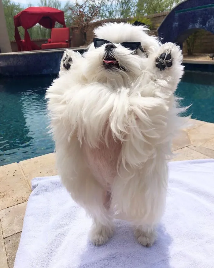 This Is Coco And She Really Likes To Stand On Her Back Feet (25 Pics)