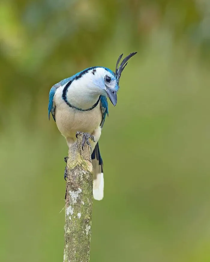 White Throated Magpie Jay