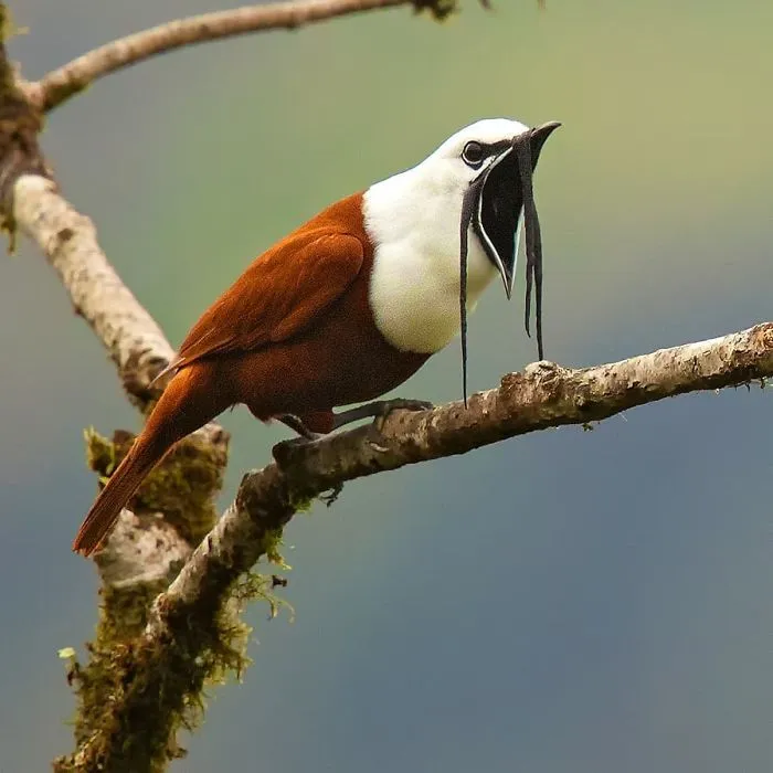 Three-Wattled Bellbird