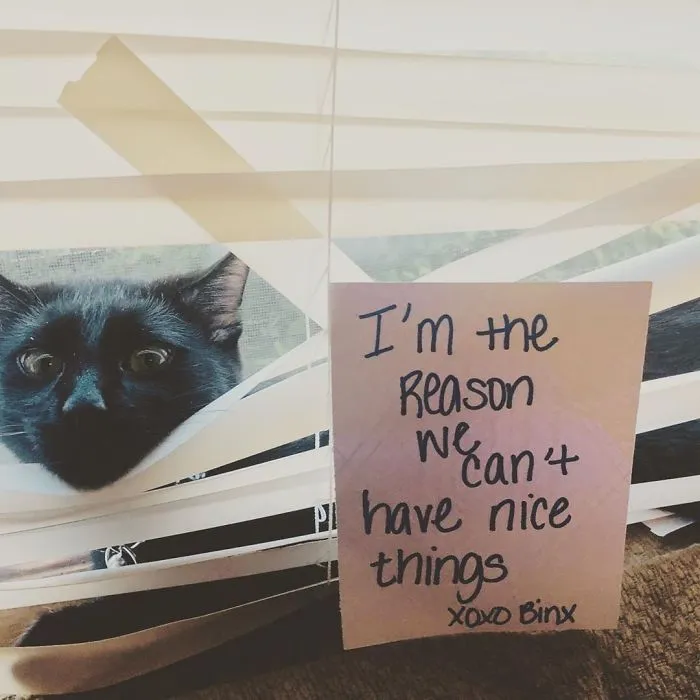 Binx Has Officially Destroyed All The Living Room Blinds