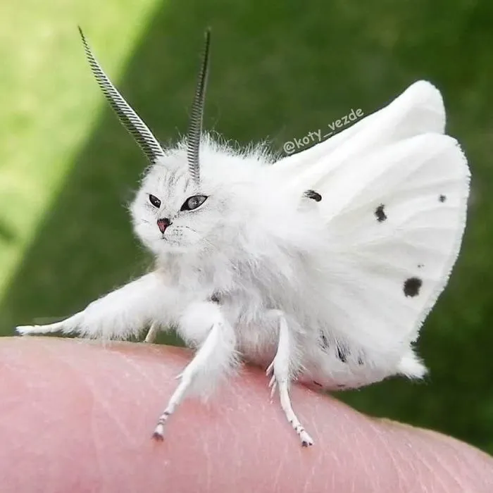 Someone Imagines What Everything Would Look Like If It Had A Cat’s Face And The Result Is Funny Yet Disturbing (30 New Pics)