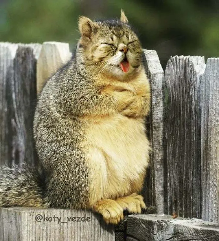Someone Imagines What Everything Would Look Like If It Had A Cat’s Face And The Result Is Funny Yet Disturbing (30 New Pics)