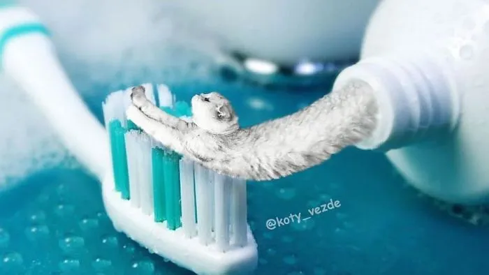 Someone Imagines What Everything Would Look Like If It Had A Cat’s Face And The Result Is Funny Yet Disturbing (30 New Pics)
