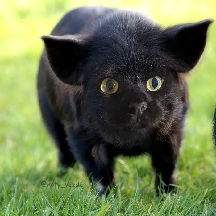 Someone Imagines What Everything Would Look Like If It Had A Cat’s Face And The Result Is Funny Yet Disturbing (30 New Pics)