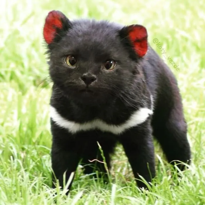 Someone Imagines What Everything Would Look Like If It Had A Cat’s Face And The Result Is Funny Yet Disturbing (30 New Pics)