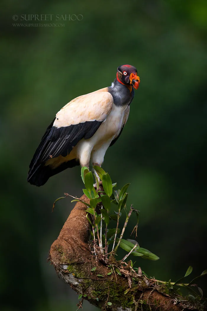 King Vulture