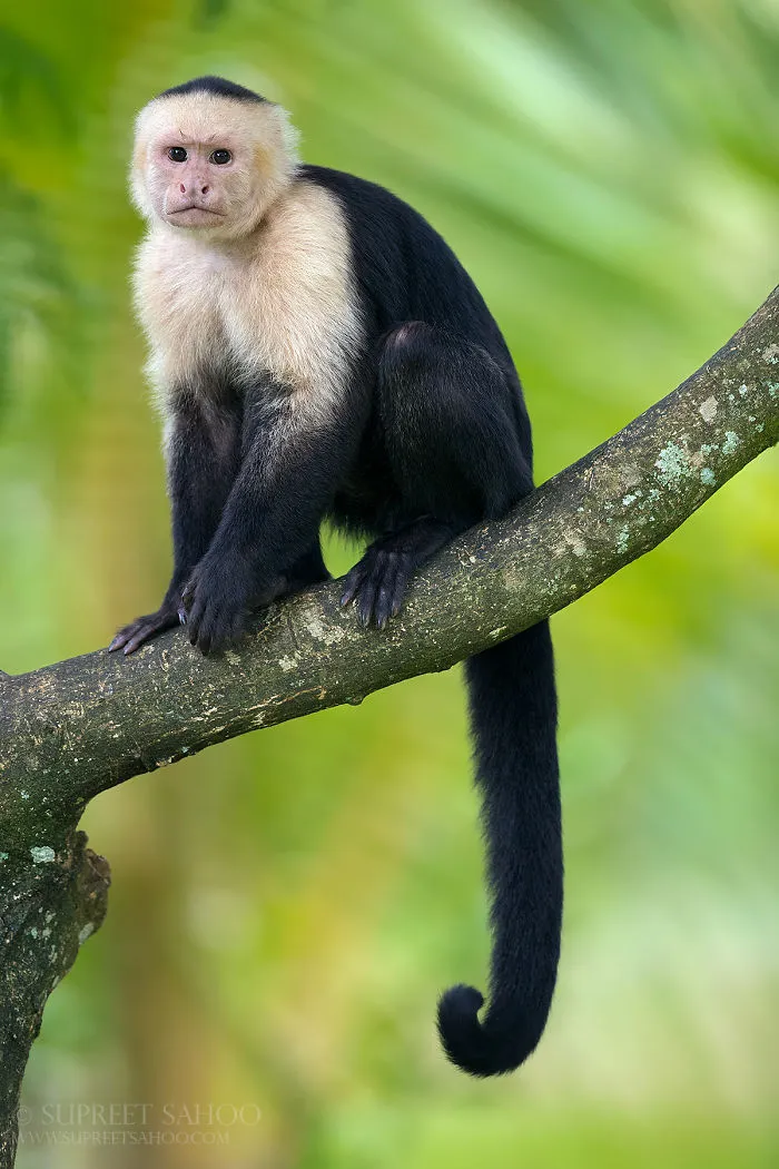 Capuchin Monkey