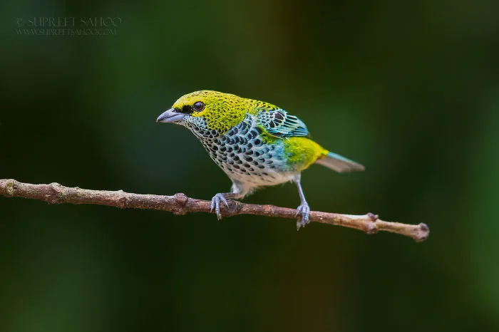 Speckled Tanager