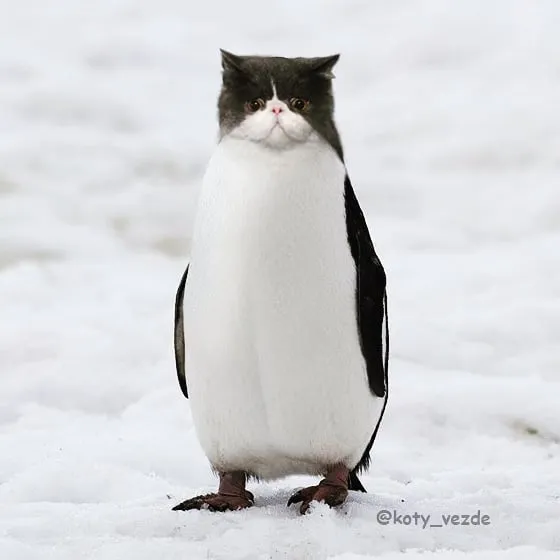 Someone Imagines What Everything Would Look Like If It Had A Cat’s Face And The Result Is Funny Yet Disturbing (30 New Pics)