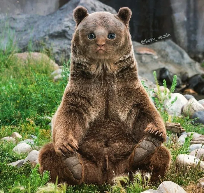 Someone Imagines What Everything Would Look Like If It Had A Cat’s Face And The Result Is Funny Yet Disturbing (30 New Pics)