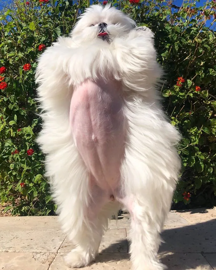 This Is Coco And She Really Likes To Stand On Her Back Feet (25 Pics)