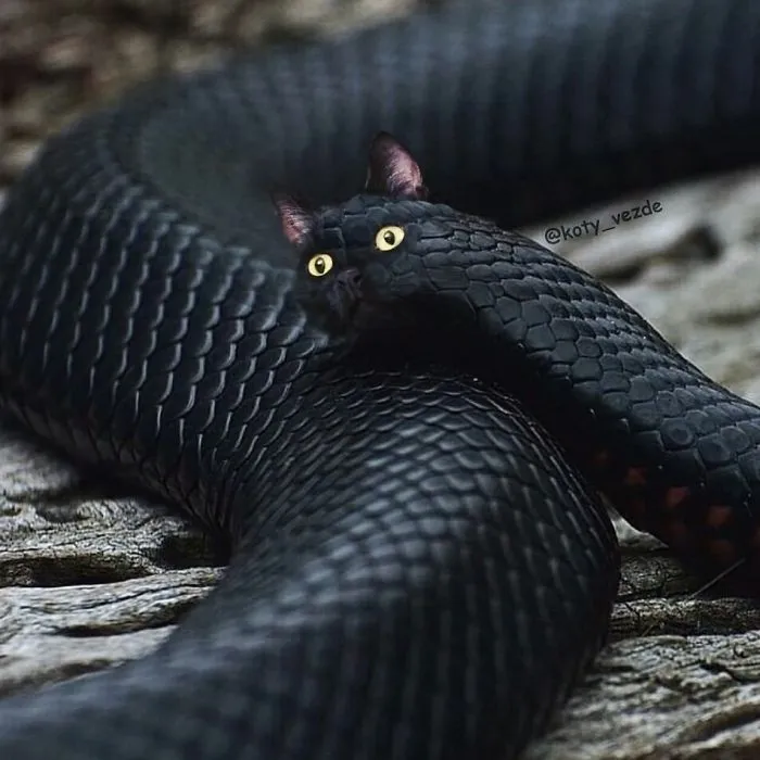 Someone Imagines What Everything Would Look Like If It Had A Cat’s Face And The Result Is Funny Yet Disturbing (30 New Pics)