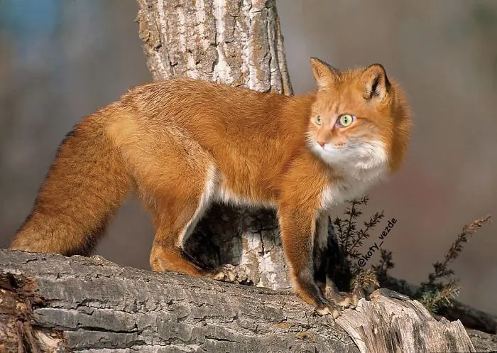 Someone Imagines What Everything Would Look Like If It Had A Cat’s Face And The Result Is Funny Yet Disturbing (30 New Pics)