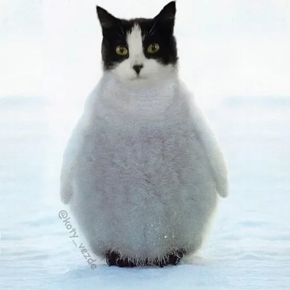 Someone Imagines What Everything Would Look Like If It Had A Cat’s Face And The Result Is Funny Yet Disturbing (30 New Pics)