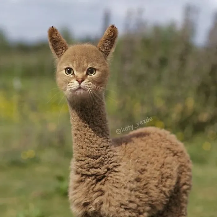 Someone Imagines What Everything Would Look Like If It Had A Cat’s Face And The Result Is Funny Yet Disturbing (30 New Pics)