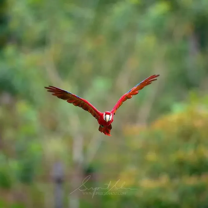 Scarlet Macaw