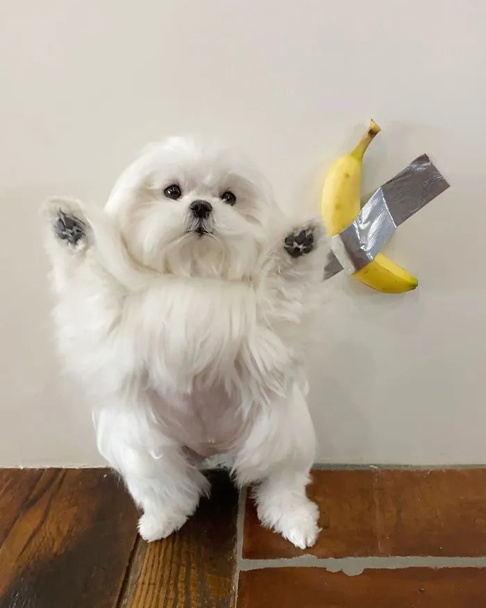 This Is Coco And She Really Likes To Stand On Her Back Feet (25 Pics)