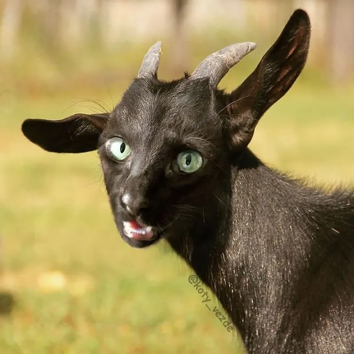 Someone Imagines What Everything Would Look Like If It Had A Cat’s Face And The Result Is Funny Yet Disturbing (30 New Pics)