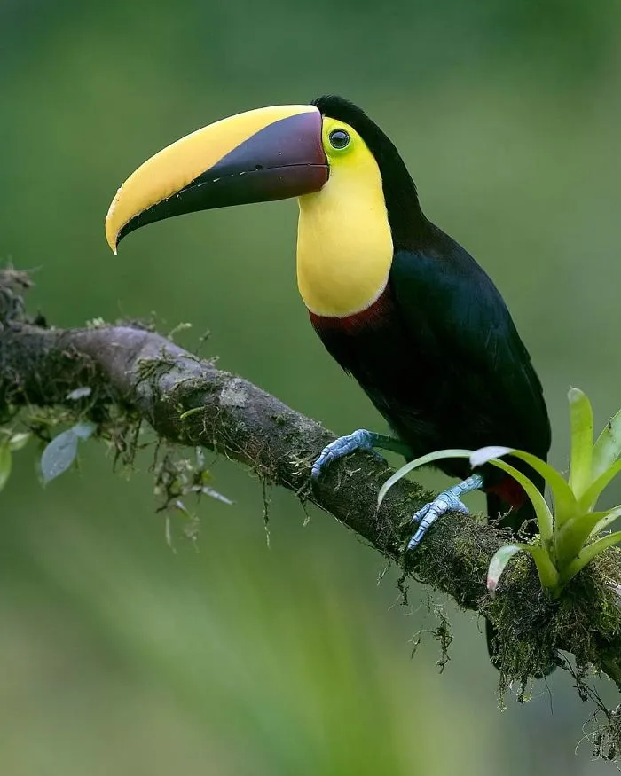 Yellow Throated Toucan