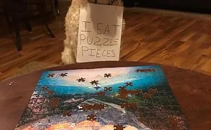 40 Hilarious Pets That Got Shamed Publicly For Being Naughty