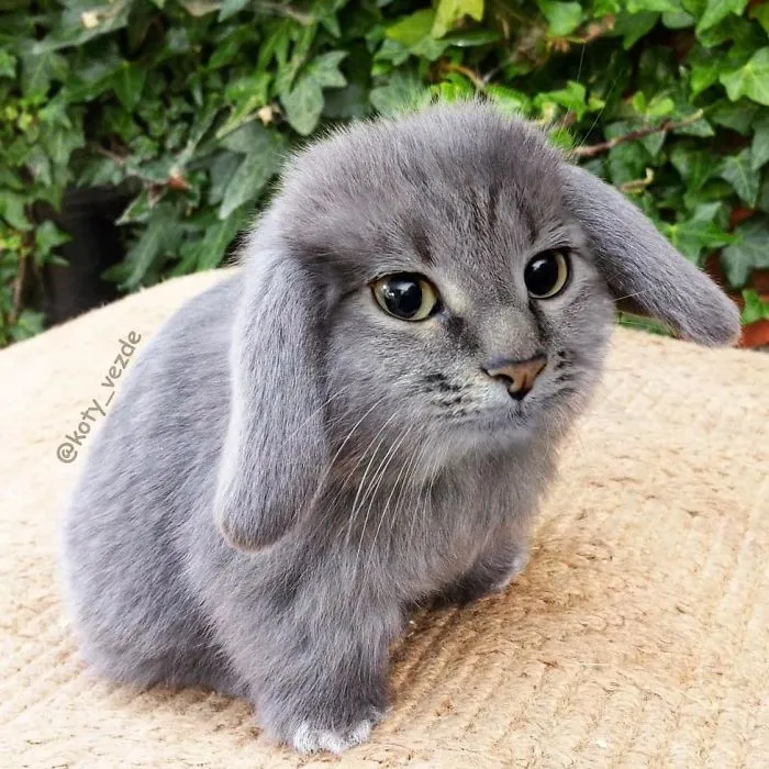 Someone Imagines What Everything Would Look Like If It Had A Cat’s Face And The Result Is Funny Yet Disturbing (30 New Pics)
