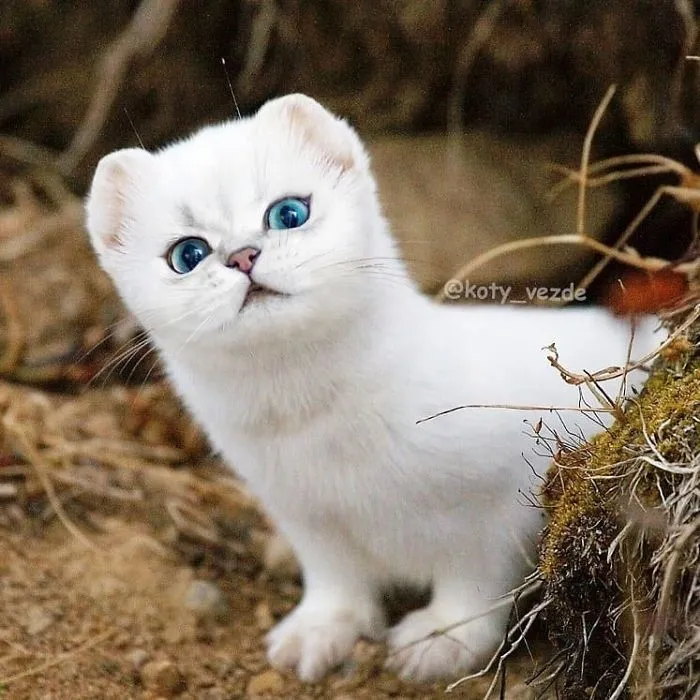 Someone Imagines What Everything Would Look Like If It Had A Cat’s Face And The Result Is Funny Yet Disturbing (30 New Pics)