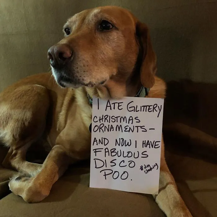 Well, Pete Wasn’t Such A Good Boy Today
