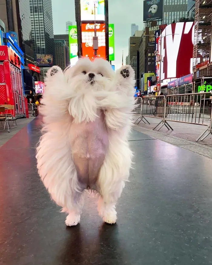 This Is Coco And She Really Likes To Stand On Her Back Feet (25 Pics)
