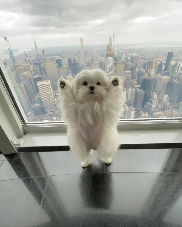This Is Coco And She Really Likes To Stand On Her Back Feet (25 Pics)