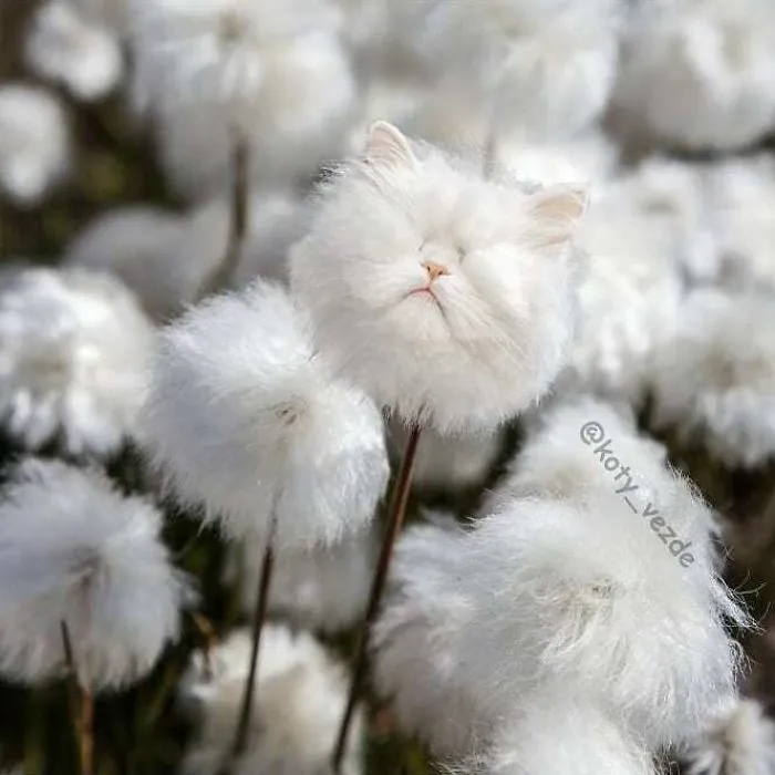 Someone Imagines What Everything Would Look Like If It Had A Cat’s Face And The Result Is Funny Yet Disturbing (30 New Pics)