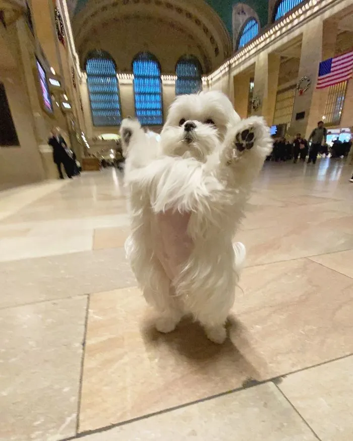This Is Coco And She Really Likes To Stand On Her Back Feet (25 Pics)