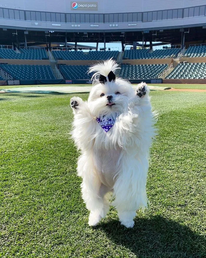 This Is Coco And She Really Likes To Stand On Her Back Feet (25 Pics)