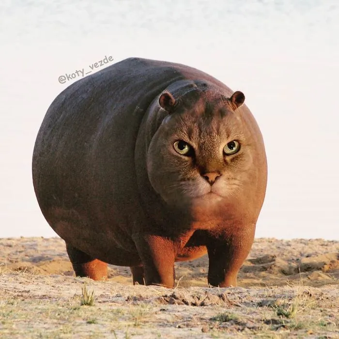 Someone Imagines What Everything Would Look Like If It Had A Cat’s Face And The Result Is Funny Yet Disturbing (30 New Pics)
