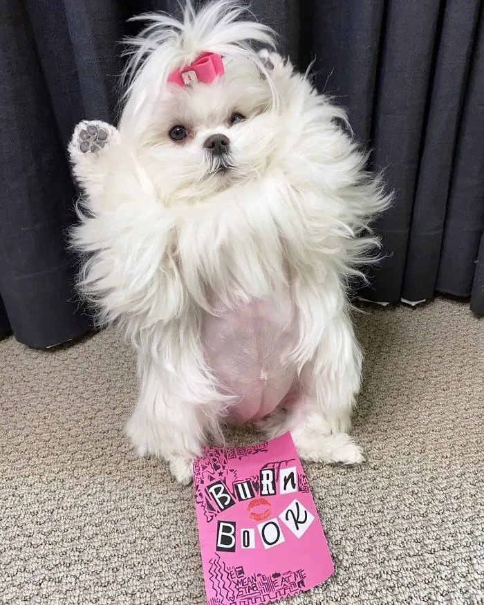 This Is Coco And She Really Likes To Stand On Her Back Feet (25 Pics)