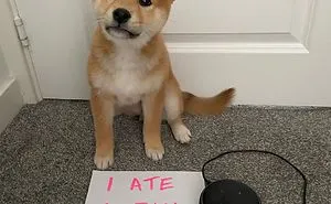 40 Hilarious Pets That Got Shamed Publicly For Being Naughty