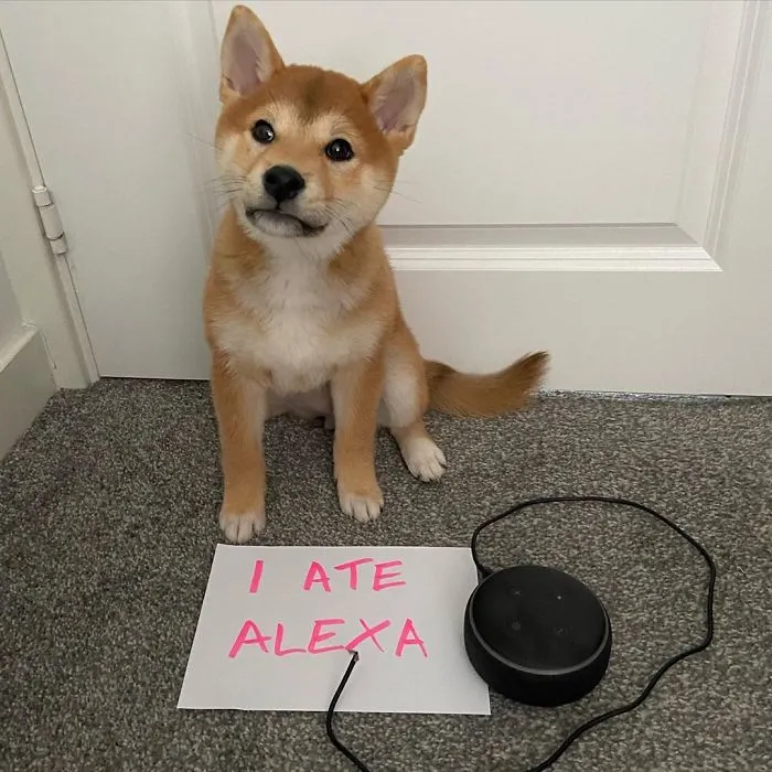 Me he comido a Alexa
