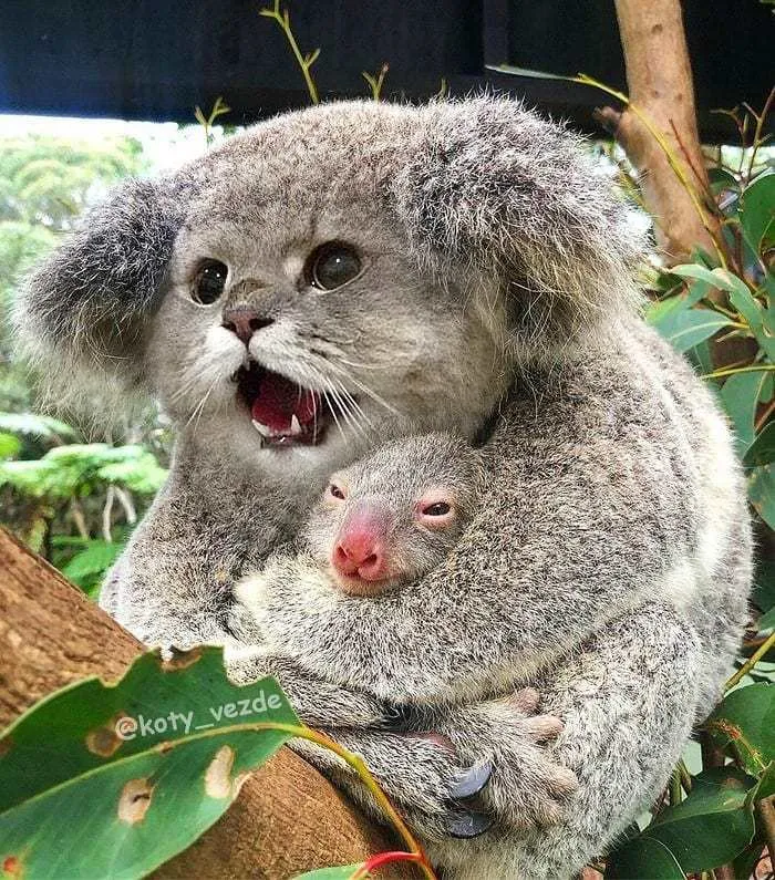 Someone Imagines What Everything Would Look Like If It Had A Cat’s Face And The Result Is Funny Yet Disturbing (30 New Pics)