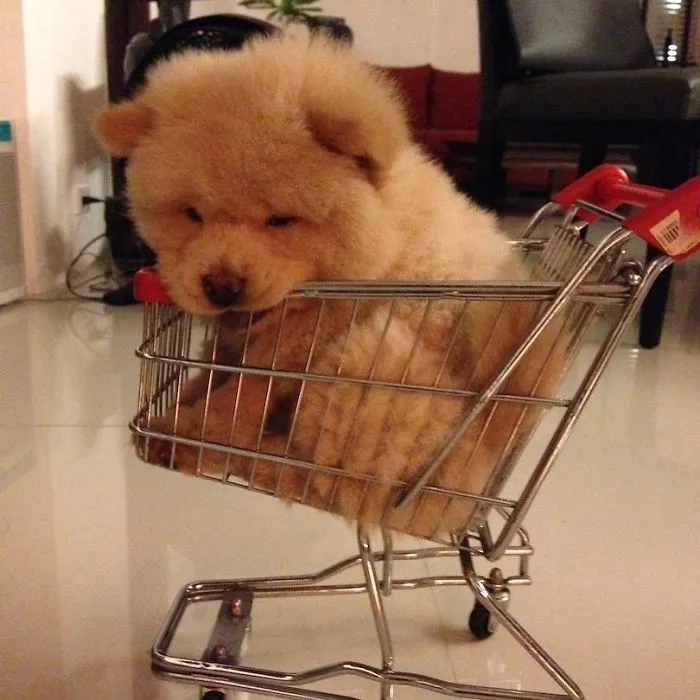Meet Chowder, The Chow Chow That Looks Like A Giant Teddy Bear (30 Pics)
