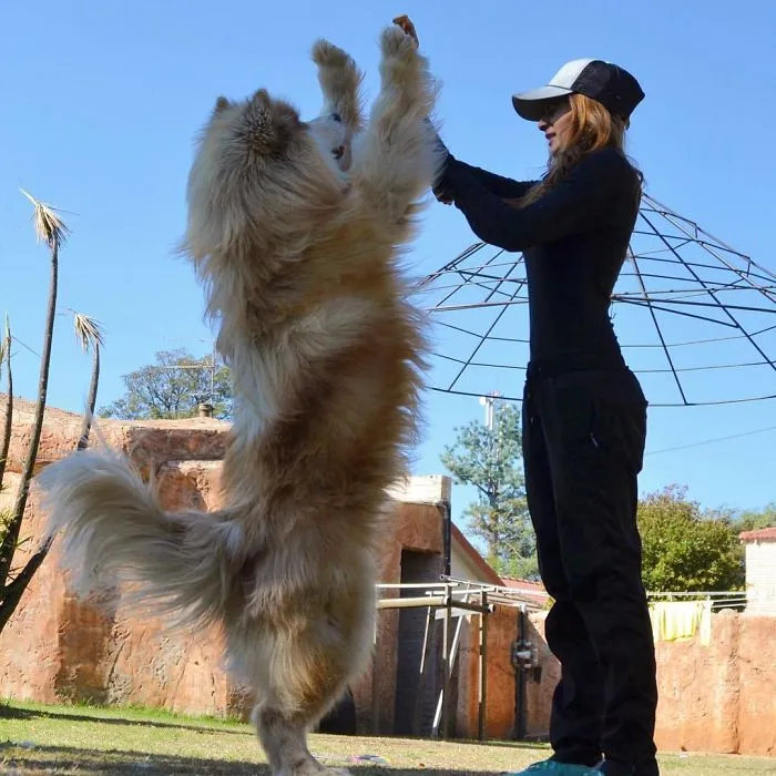 Hacemos genial de la Bella y la Bestia
