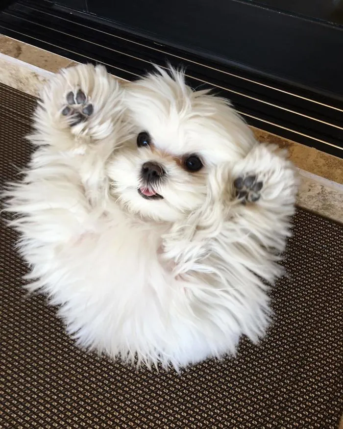 This Is Coco And She Really Likes To Stand On Her Back Feet (25 Pics)