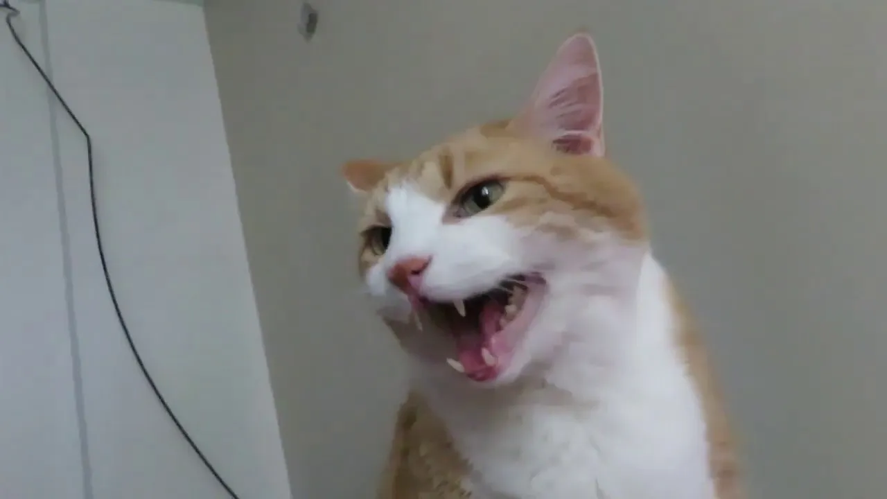 I Film My Cat, And He Meows To Wake Me Up Daily.