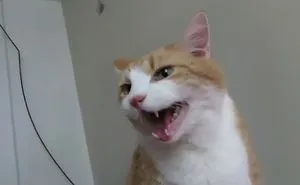 I Film My Cat, And He Meows To Wake Me Up Daily.