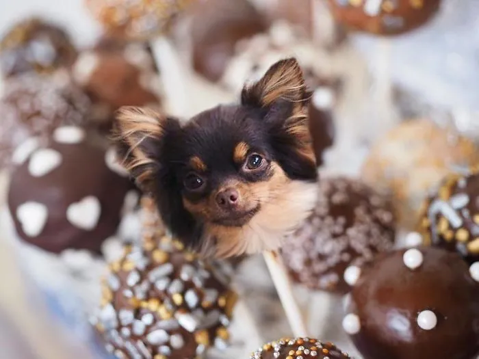 Instagram Account Photoshops Dogs Into Food And It's Hilariously Weird (90 Pics)