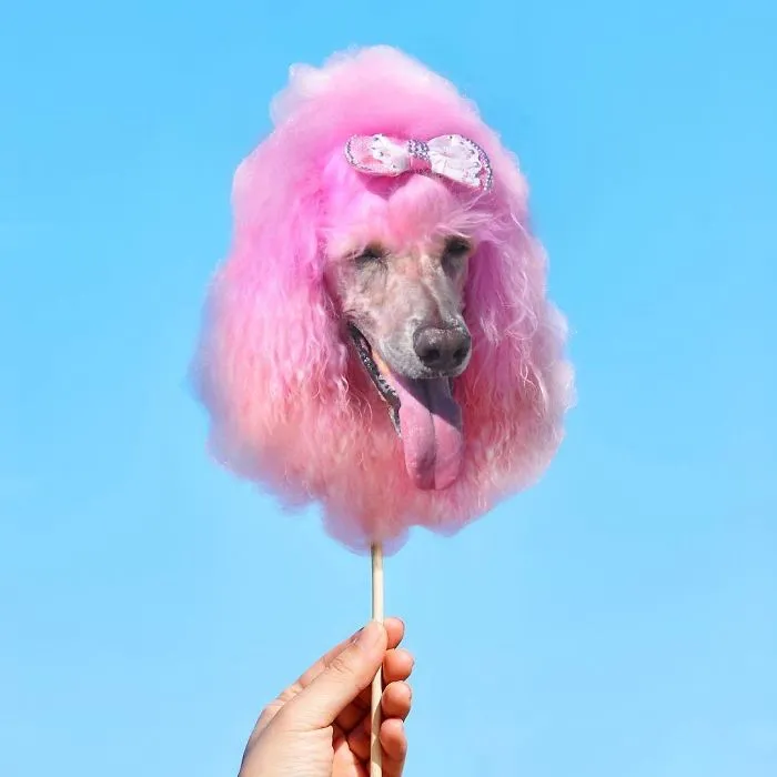 Instagram Account Photoshops Dogs Into Food And It's Hilariously Weird (90 Pics)