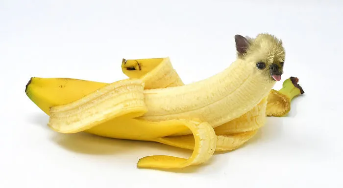 Instagram Account Photoshops Dogs Into Food And It's Hilariously Weird (90 Pics)