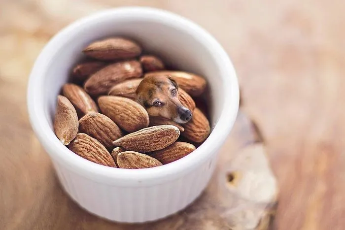 Instagram Account Photoshops Dogs Into Food And It's Hilariously Weird (90 Pics)