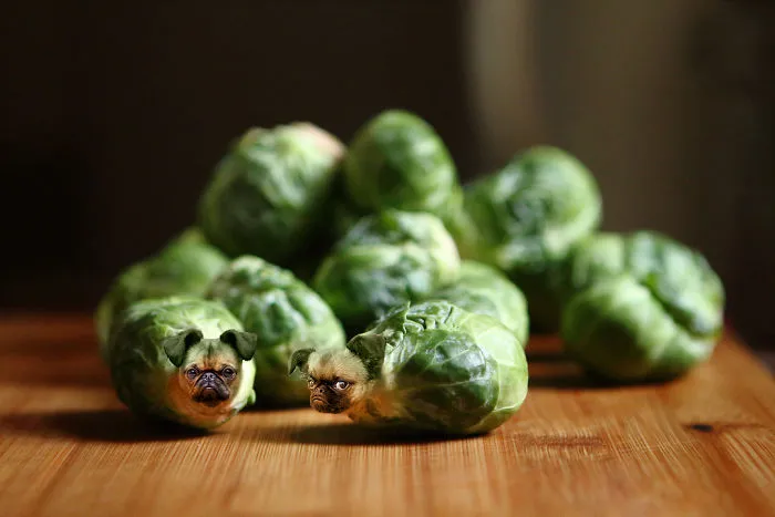 Instagram Account Photoshops Dogs Into Food And It's Hilariously Weird (90 Pics)