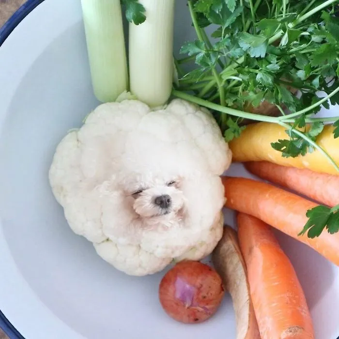 Instagram Account Photoshops Dogs Into Food And It's Hilariously Weird (90 Pics)