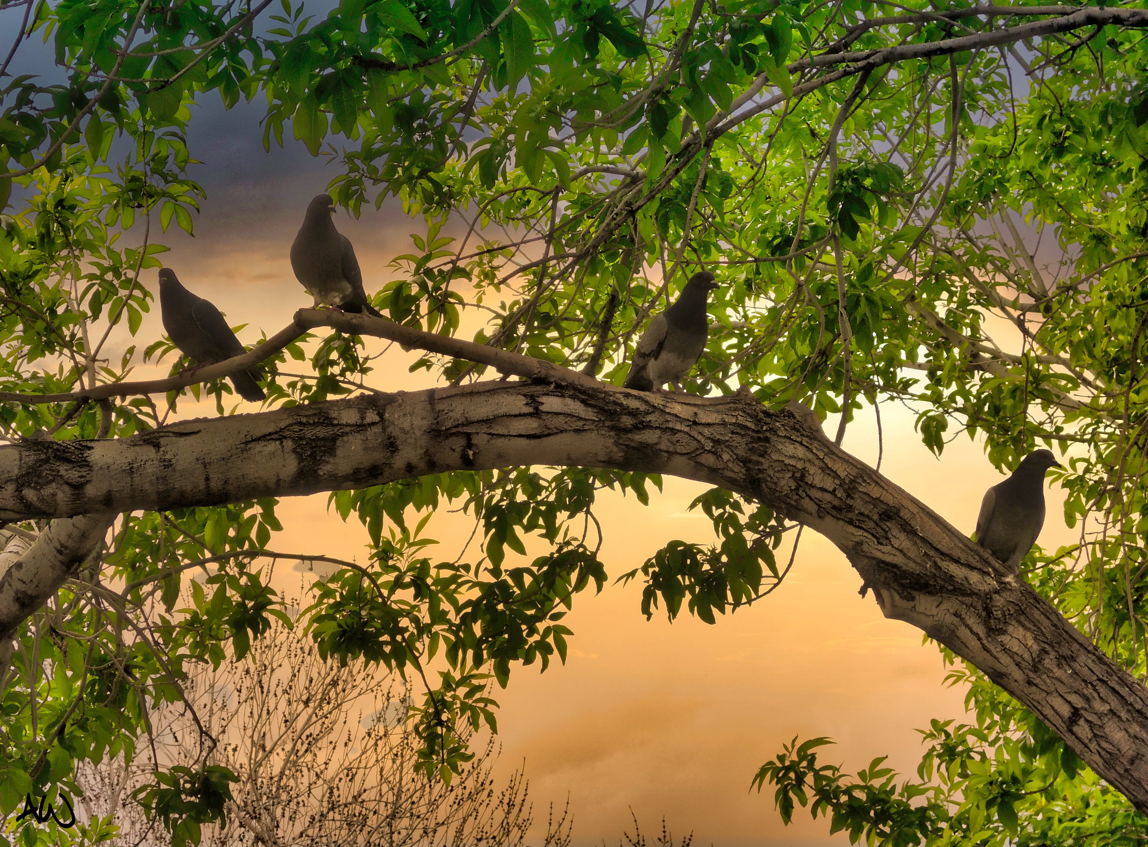 Storm Birds