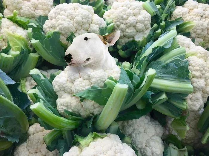Instagram Account Photoshops Dogs Into Food And It's Hilariously Weird (90 Pics)
